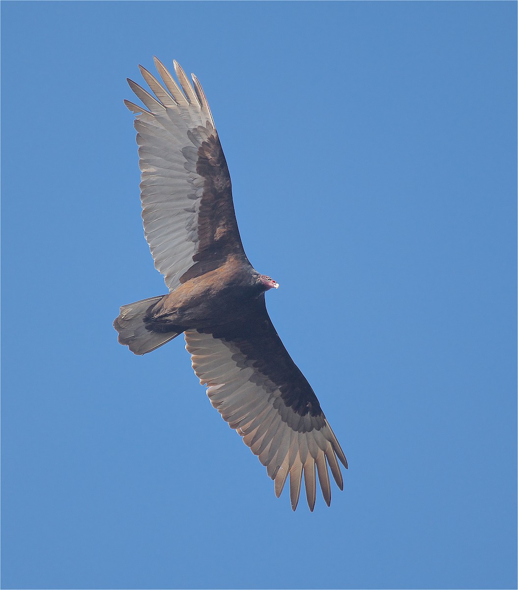 Turkey Vulture - ML140110691