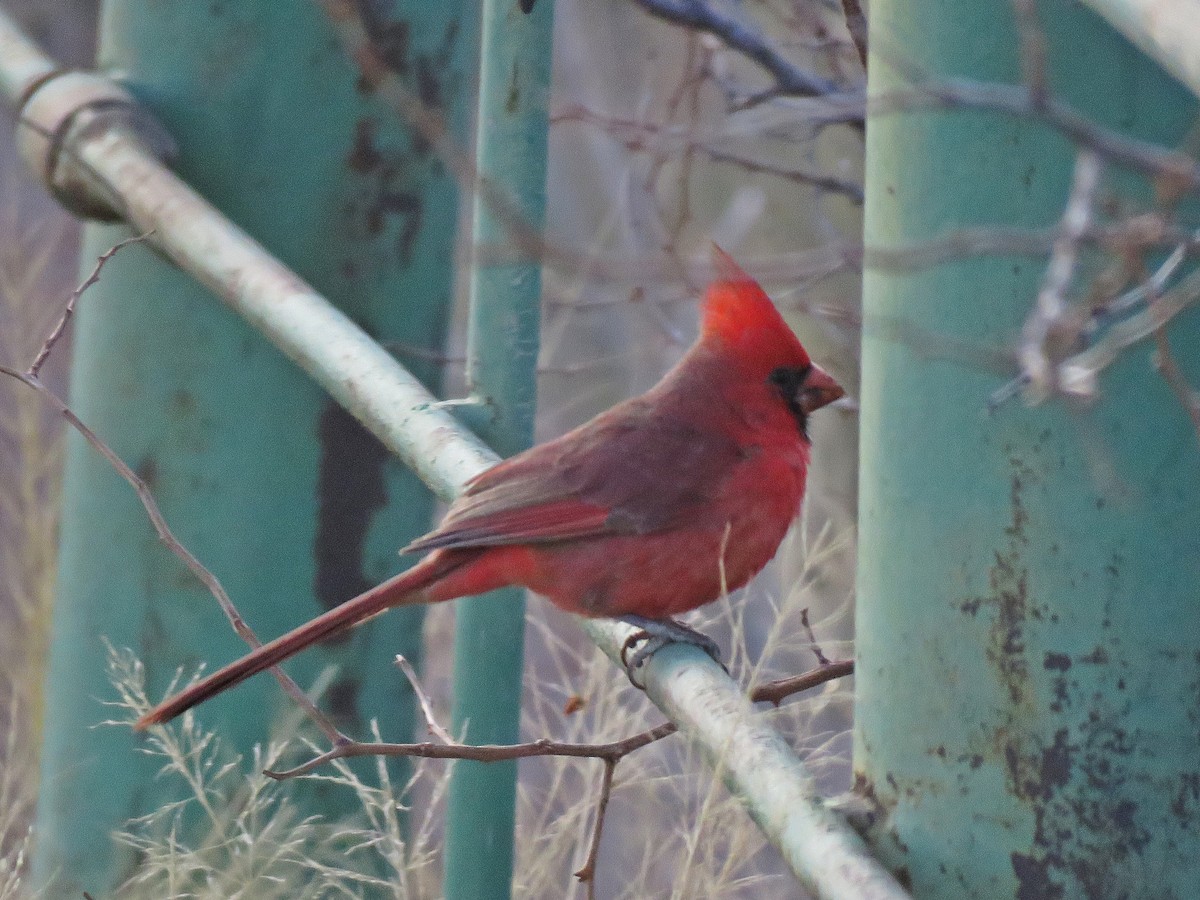 Cardinal rouge - ML140110831