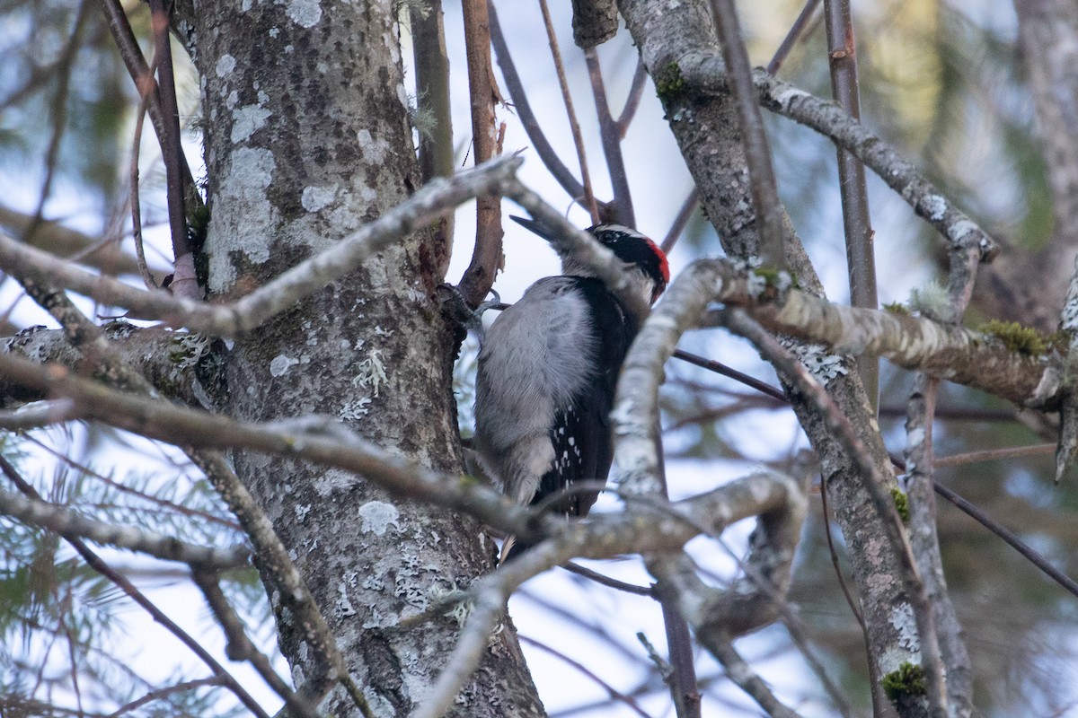 Hairy Woodpecker - ML140110981