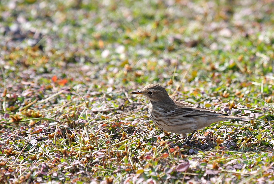Water Pipit - ML140111201