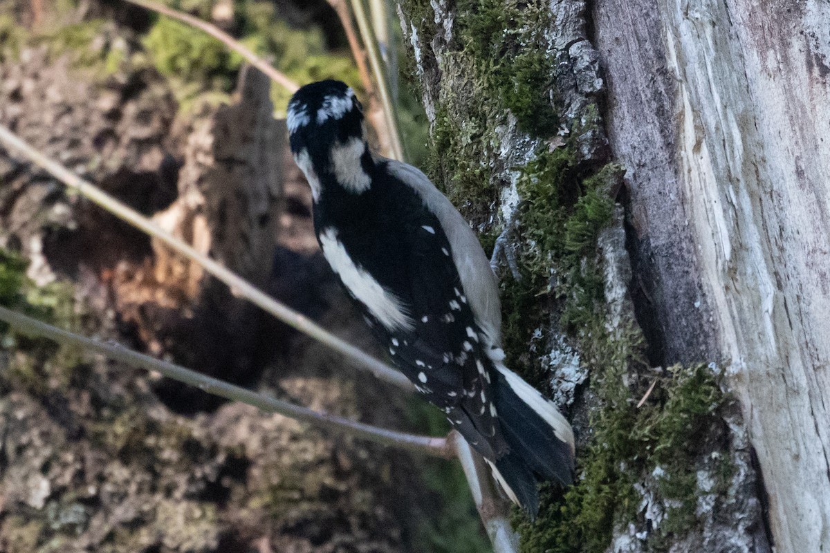 Downy Woodpecker - ML140111301