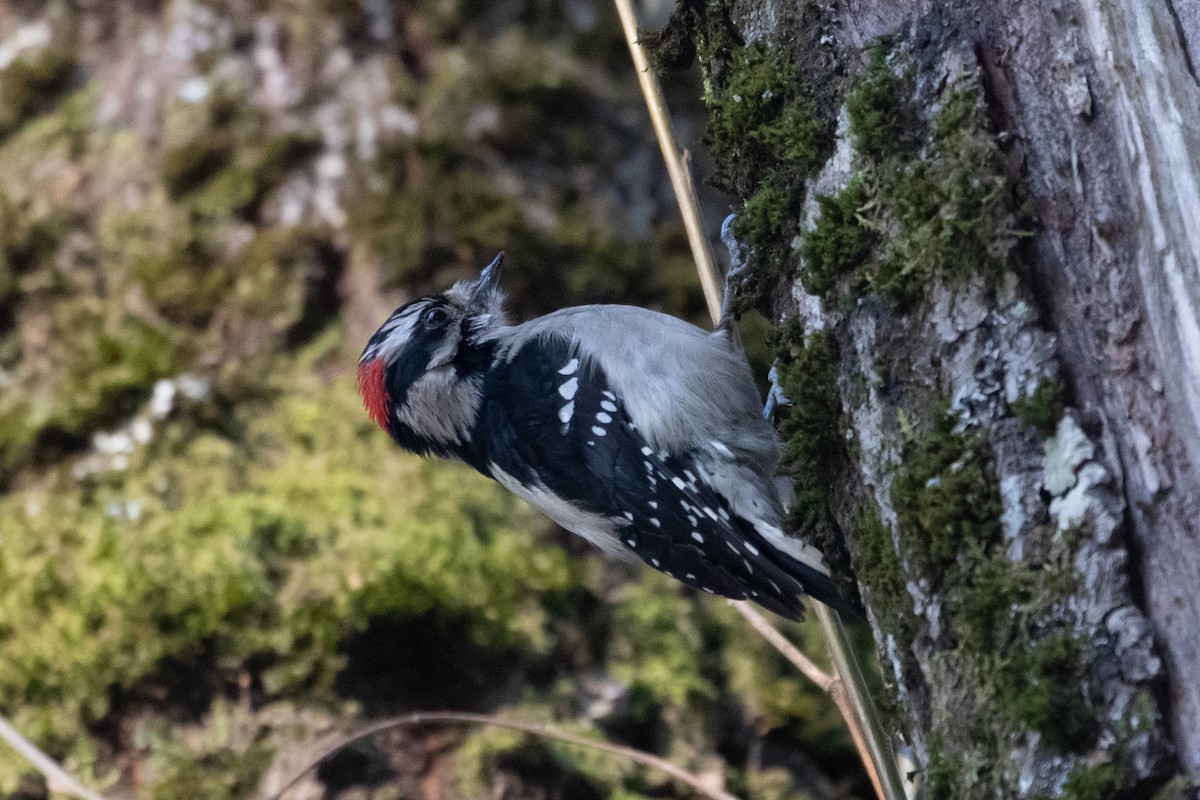 Downy Woodpecker - ML140111331