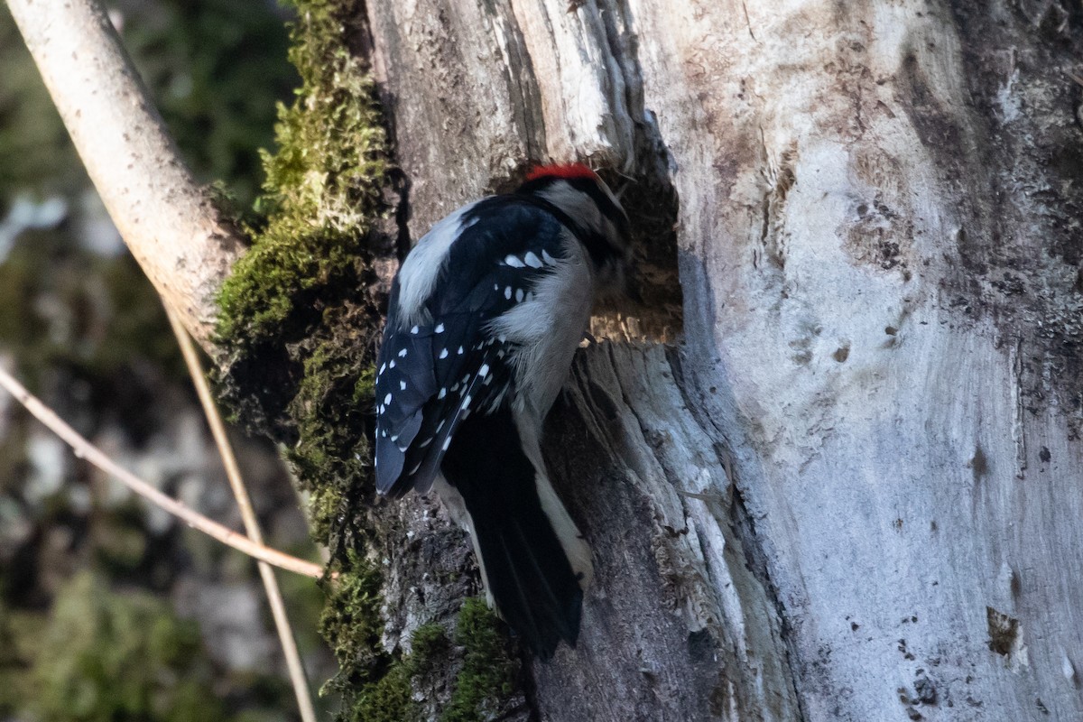 Downy Woodpecker - ML140111341