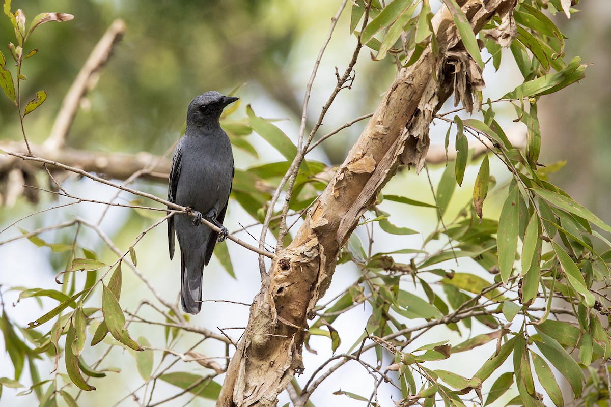 Sahul Cicadabird - Laurie Ross | Tracks Birding & Photography Tours