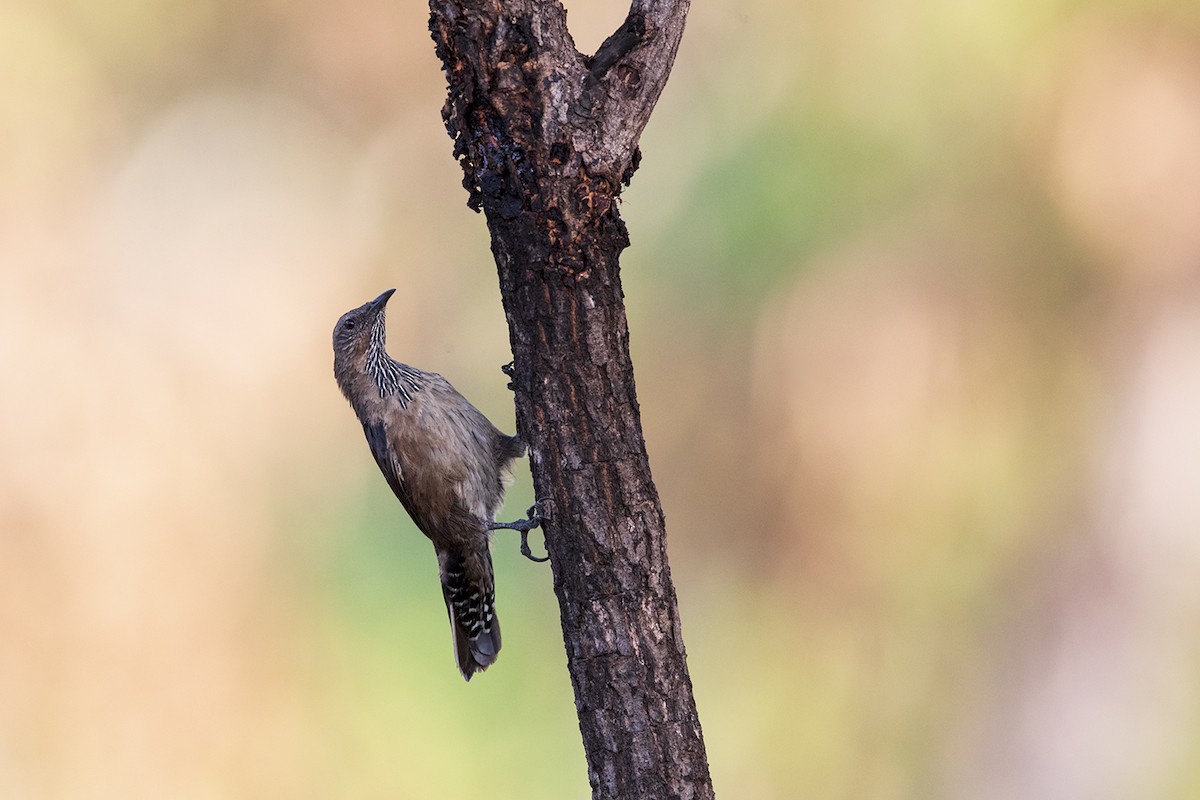 Black-tailed Treecreeper - Laurie Ross | Tracks Birding & Photography Tours