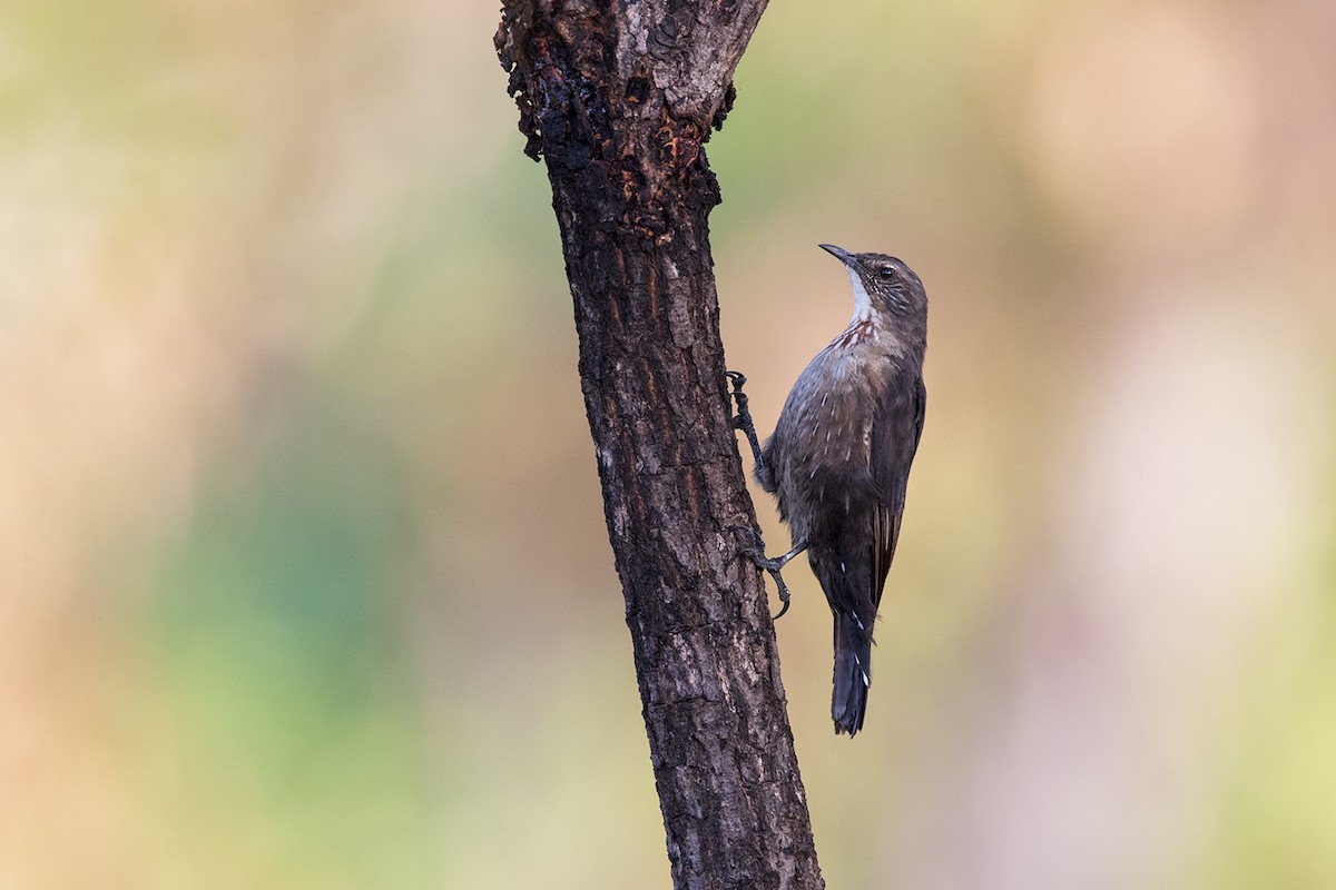 Black-tailed Treecreeper - Laurie Ross | Tracks Birding & Photography Tours