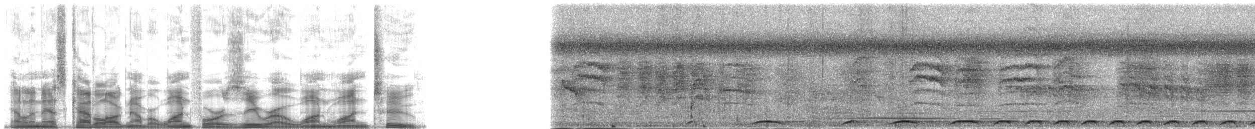 holub angaurský - ML140112
