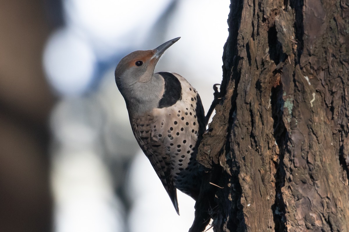 Northern Flicker - ML140112551