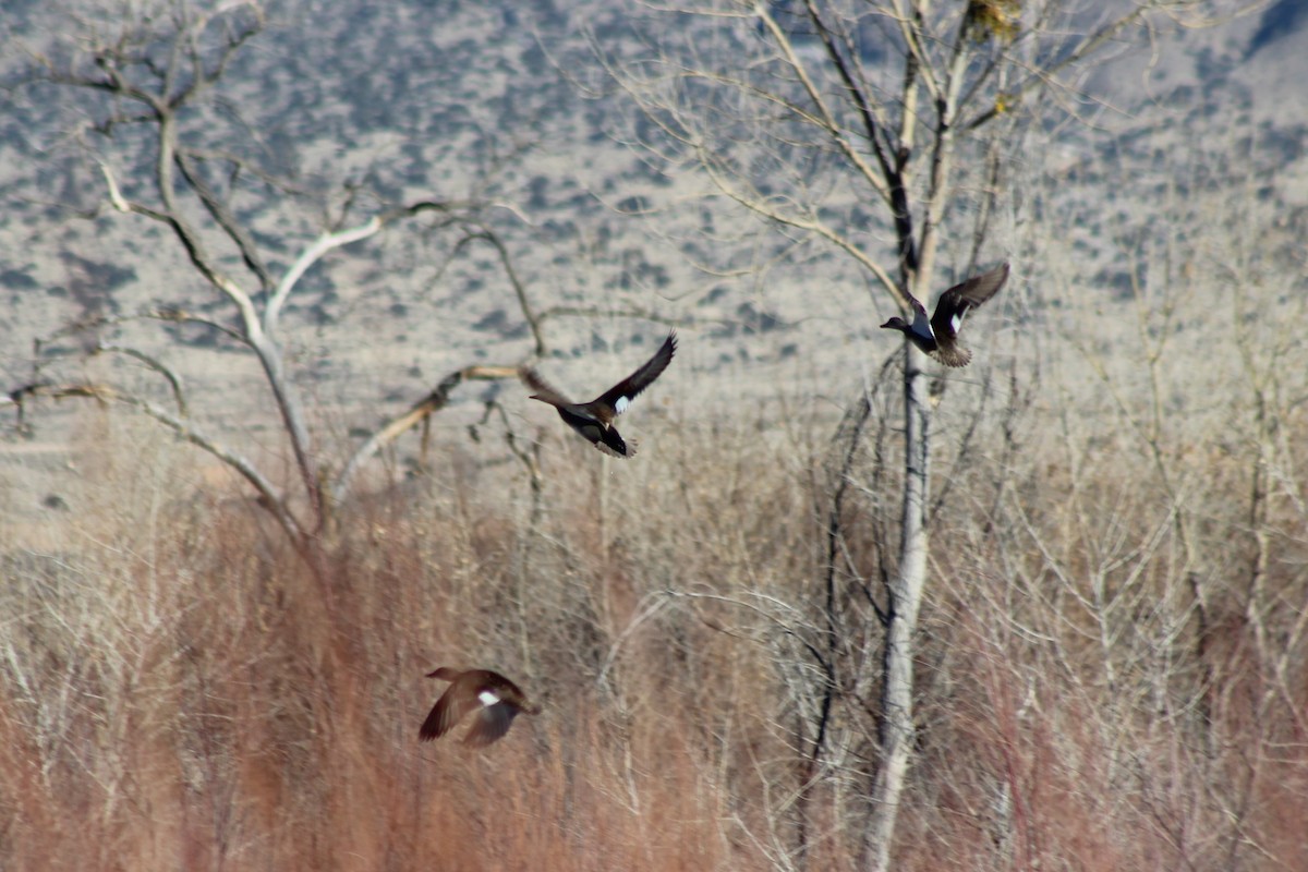 Gadwall - ML140113831