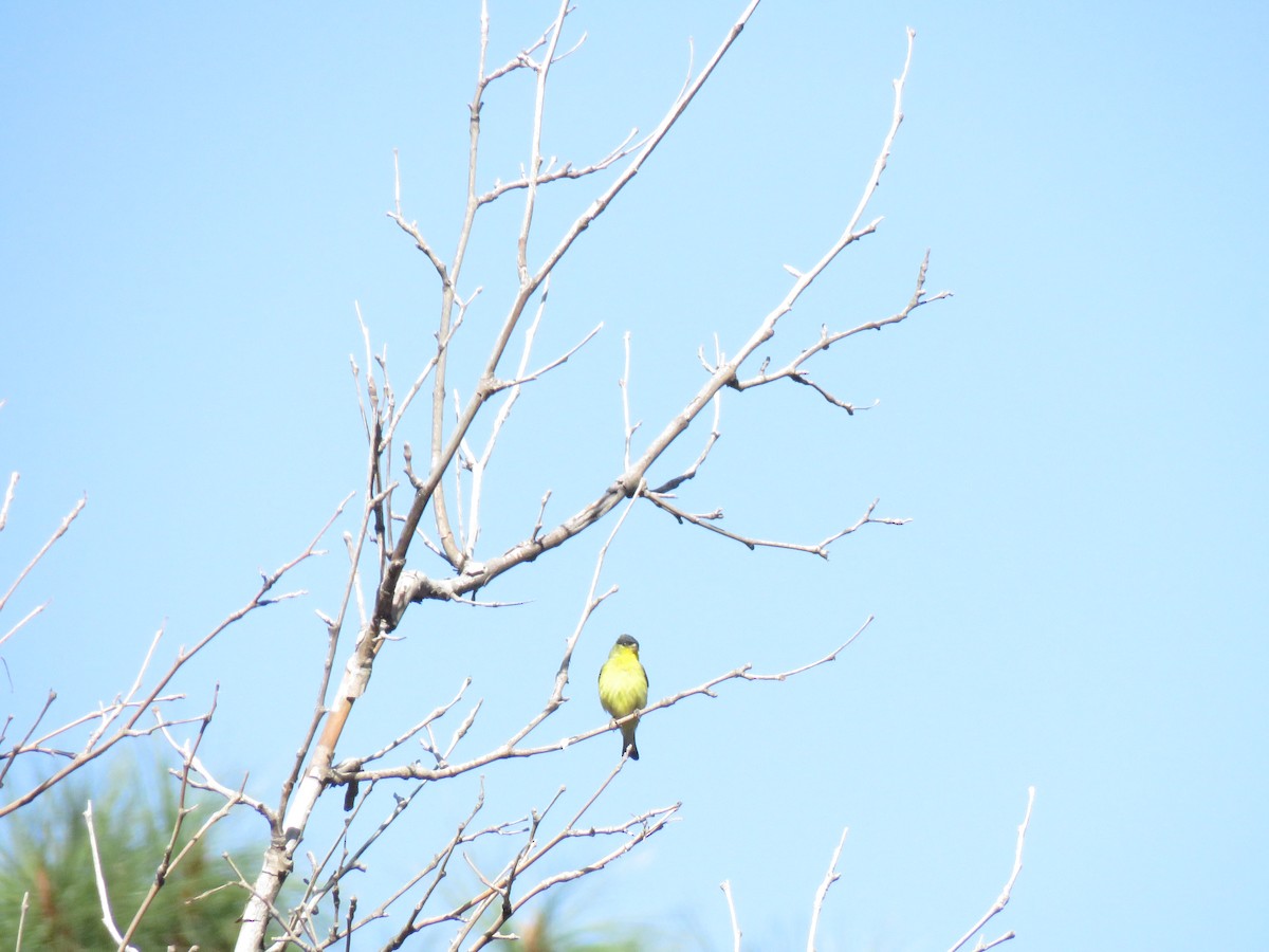 Lesser Goldfinch - ML140113841