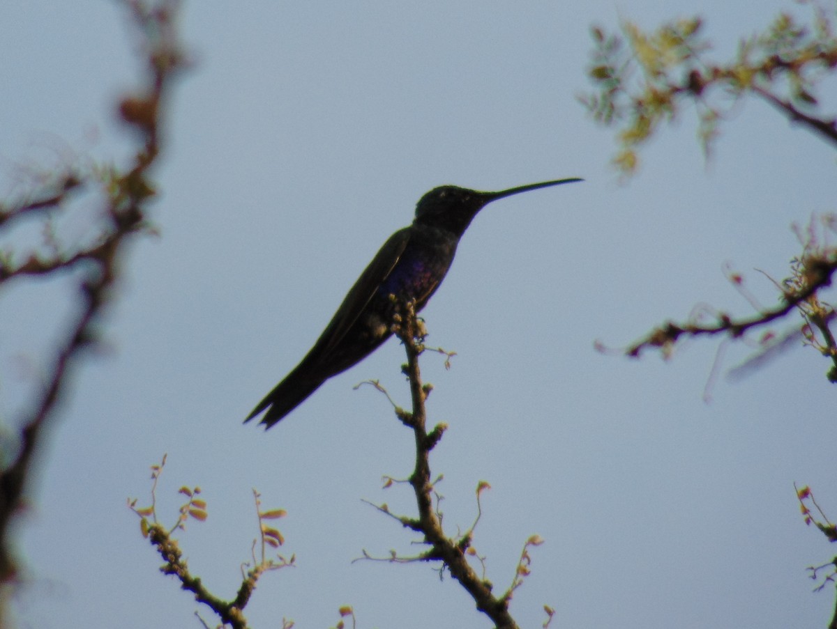 Blue-tufted Starthroat - Cristian Torres