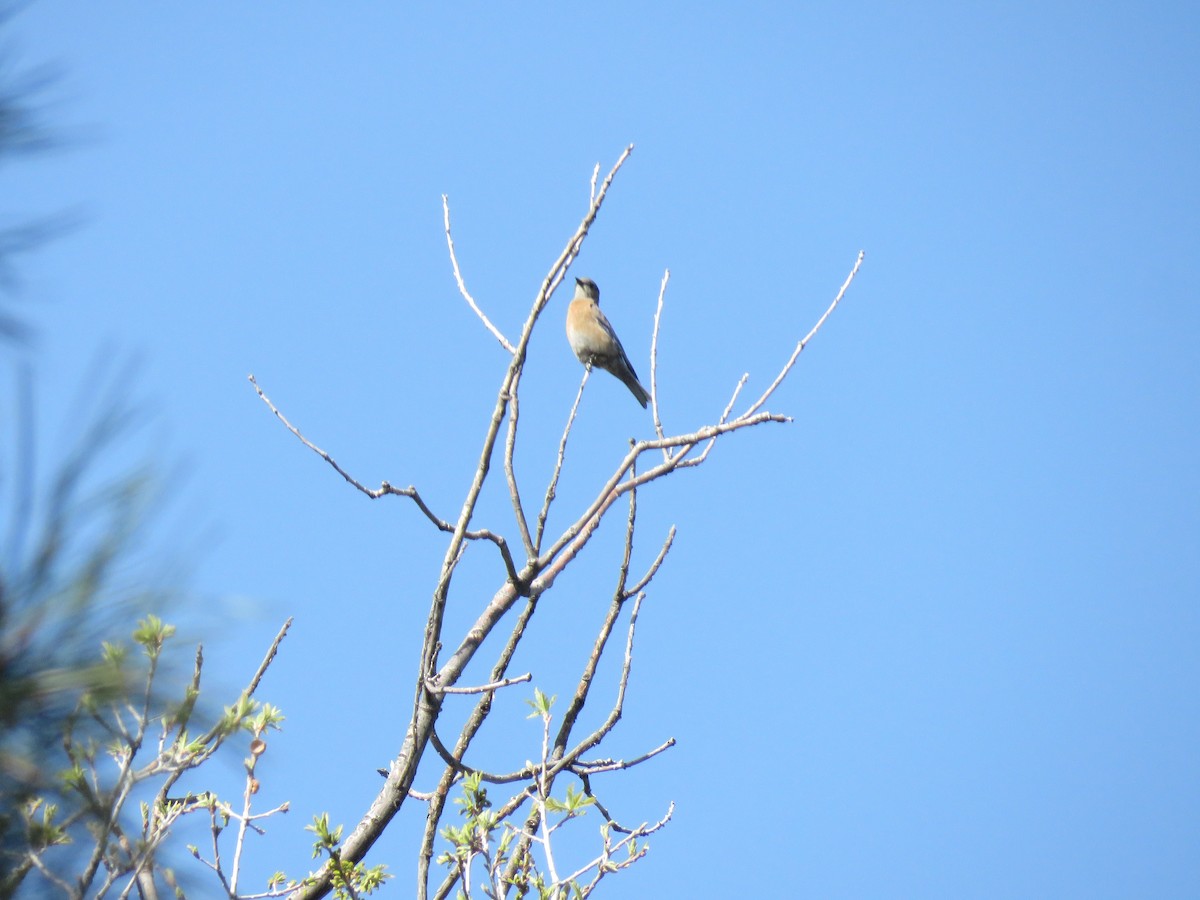 Western Bluebird - Benjamin  Jones