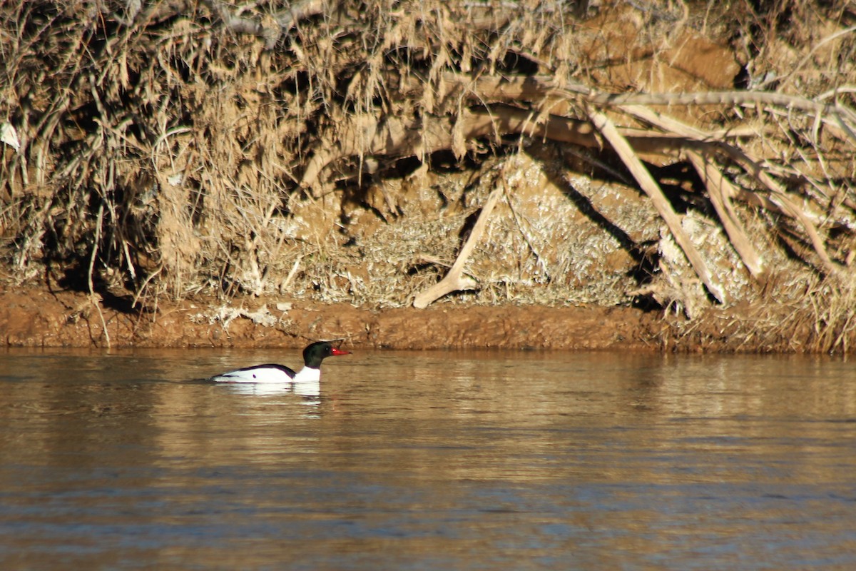 Common Merganser - David Lerwill