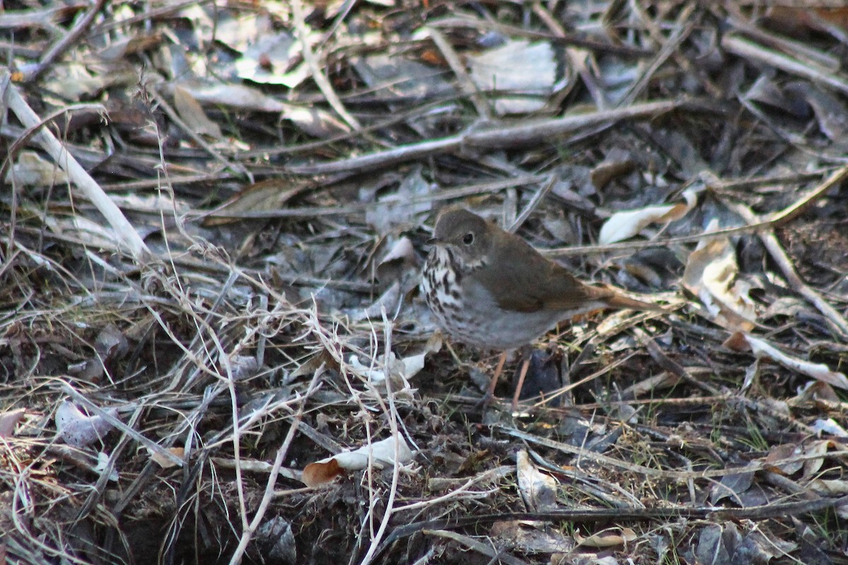 Hermit Thrush - ML140114141