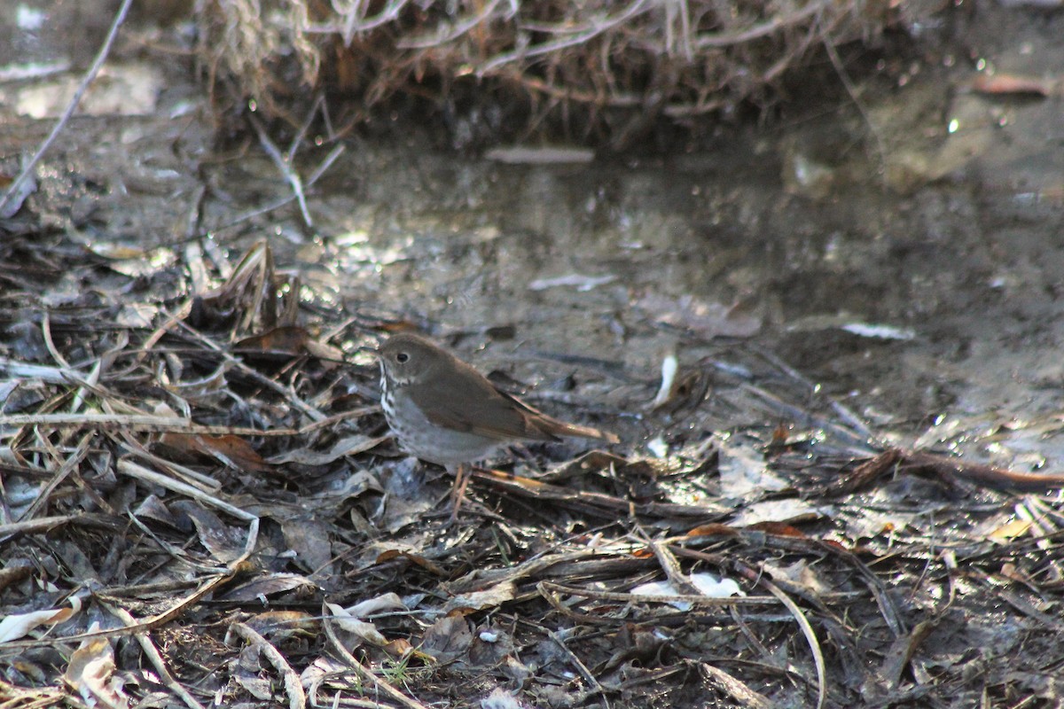 Hermit Thrush - ML140114171