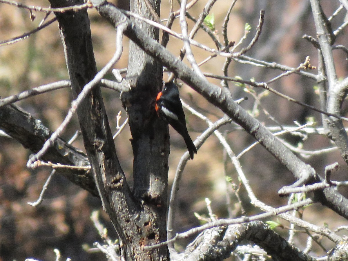 Painted Redstart - ML140114221