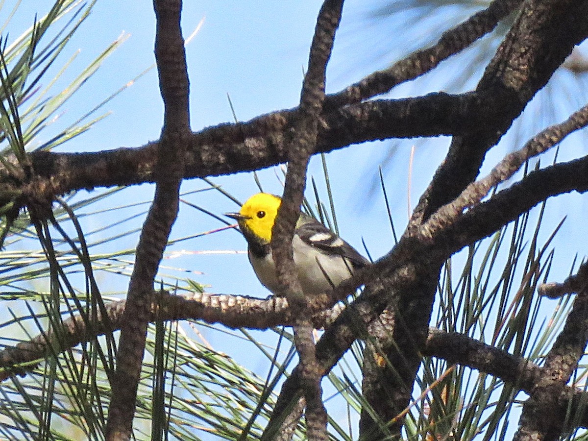 Hermit Warbler - ML140114301