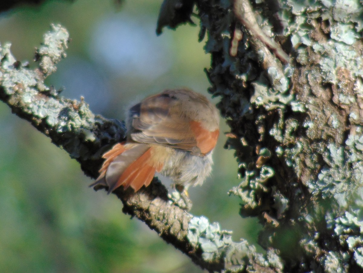 Stripe-crowned Spinetail - Cristian Torres