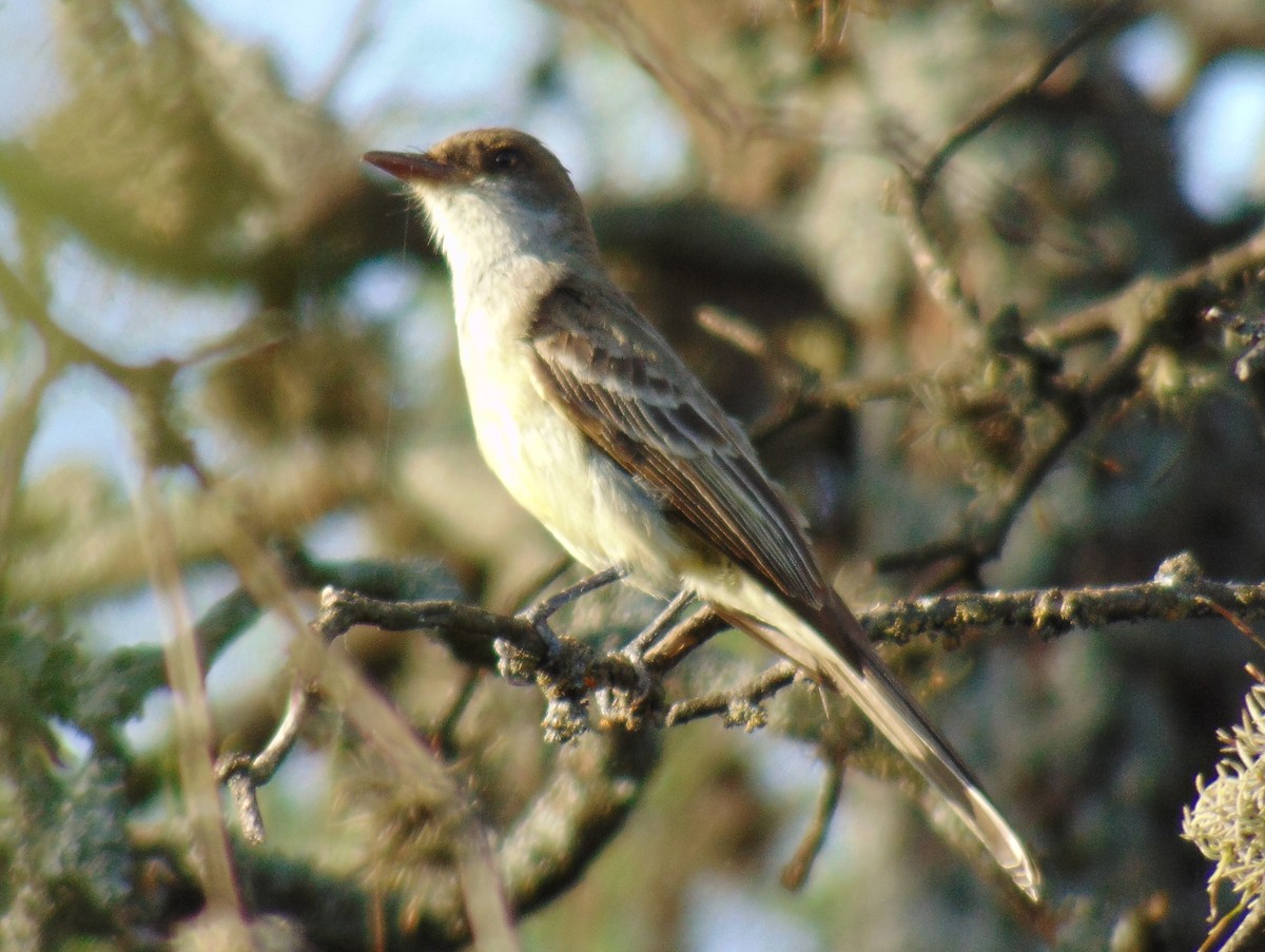 Copetón de Swainson - ML140114411