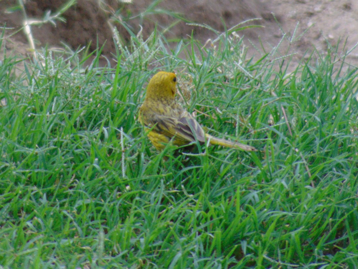 Saffron Finch - ML140114781