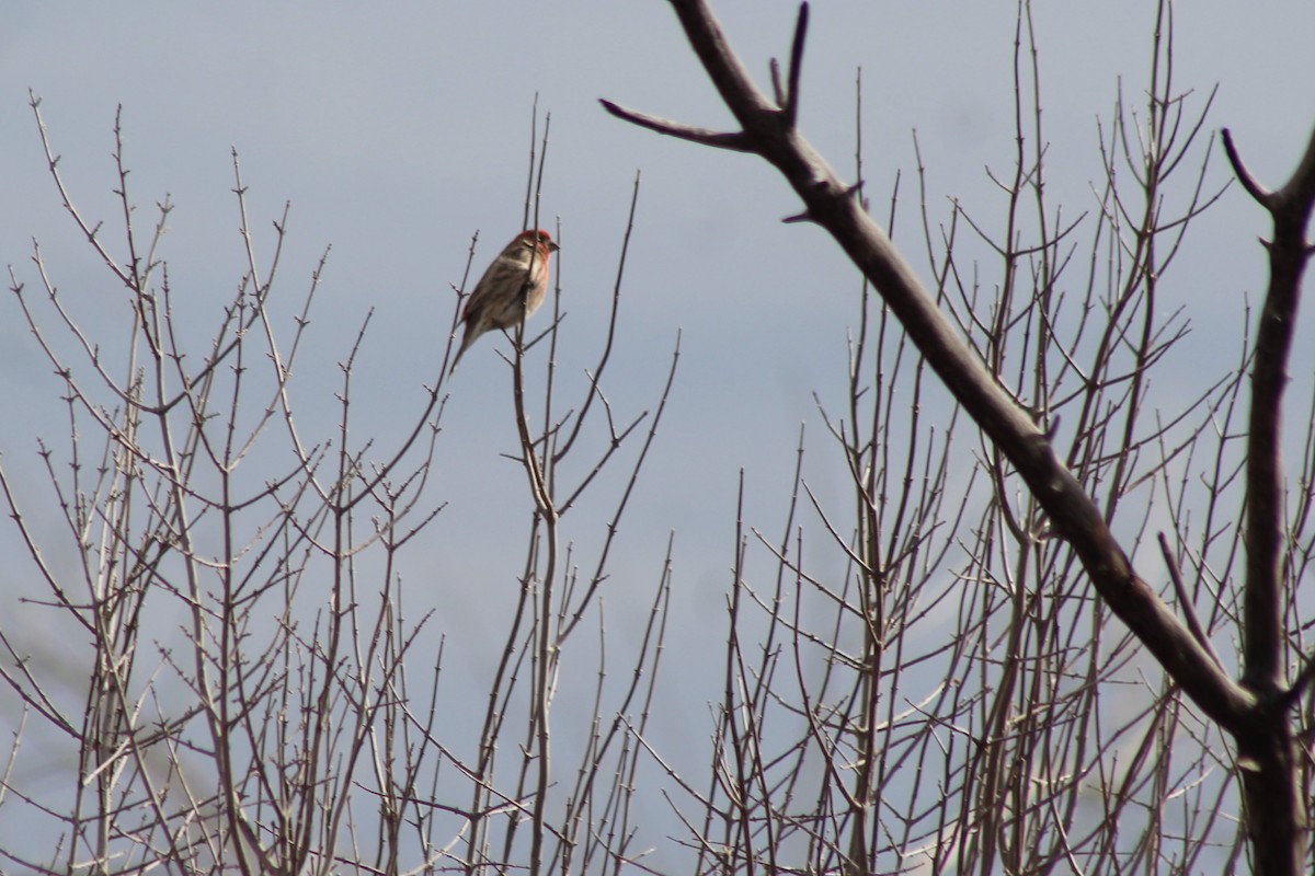 House Finch - ML140114931