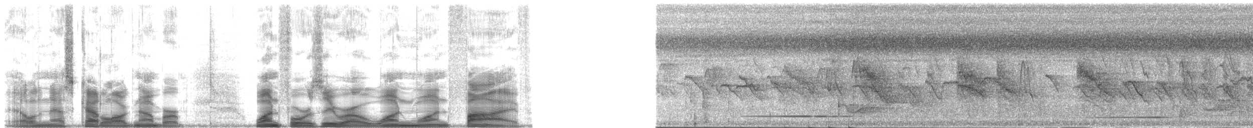 Окулярник каролінський - ML140115