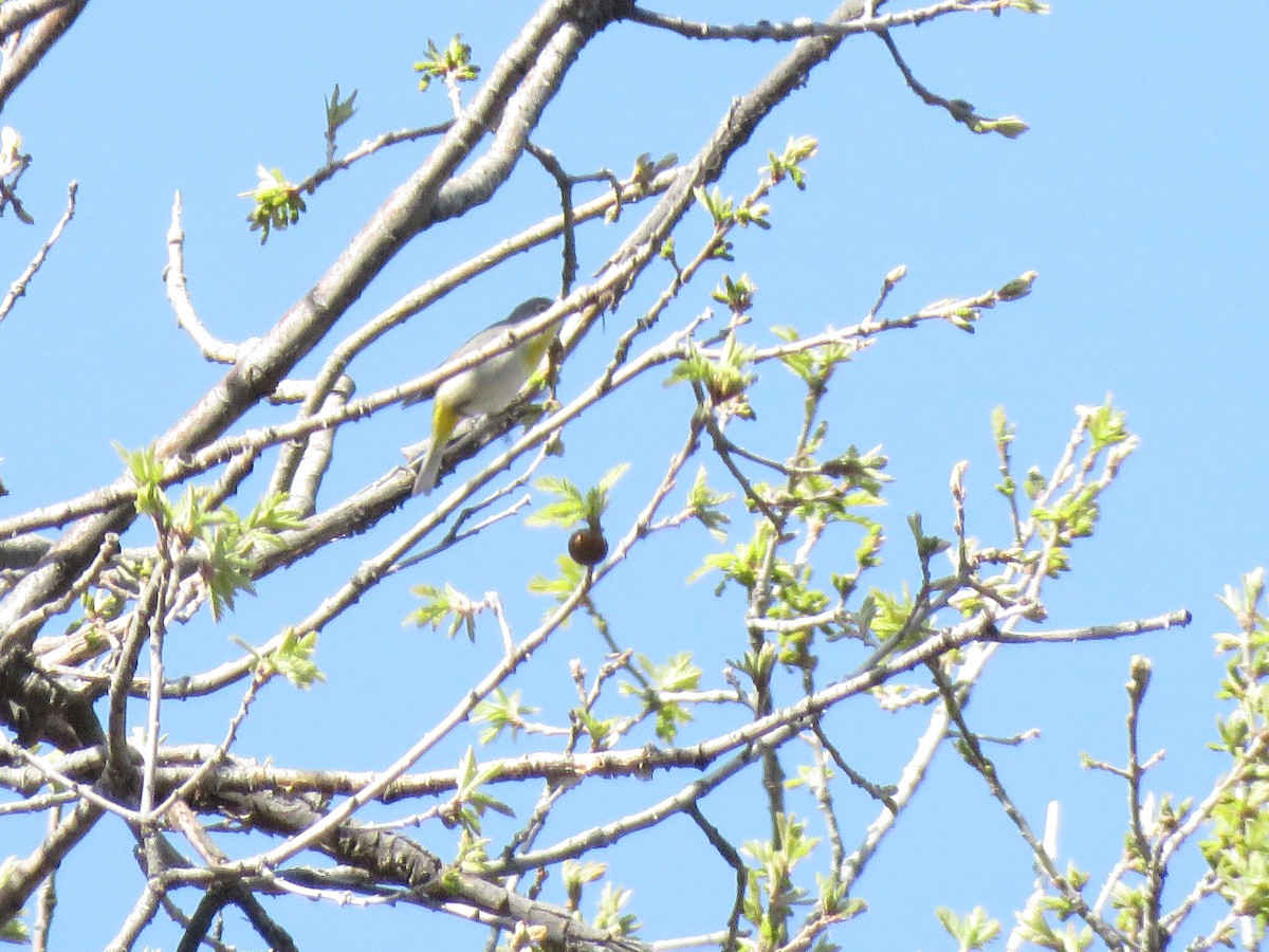 Virginia's Warbler - Benjamin  Jones