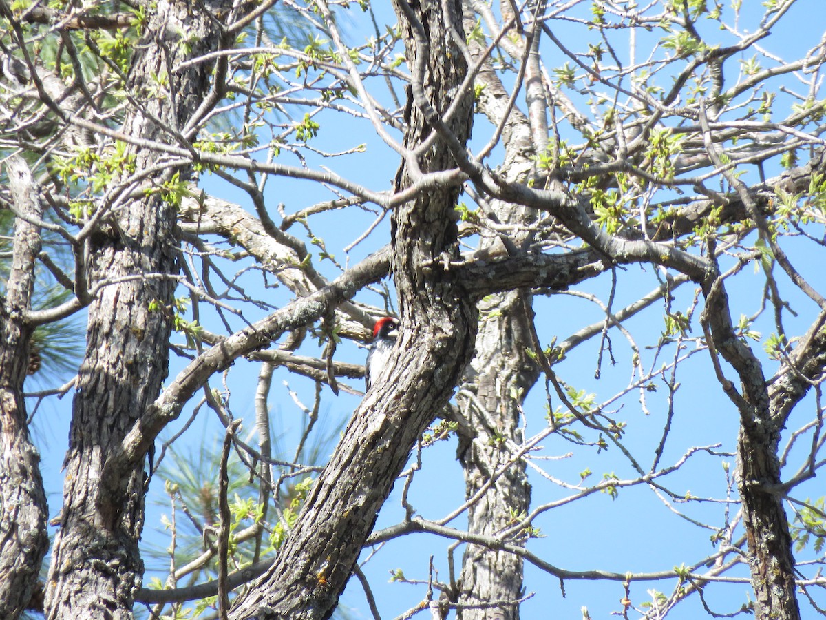 Acorn Woodpecker - ML140115411