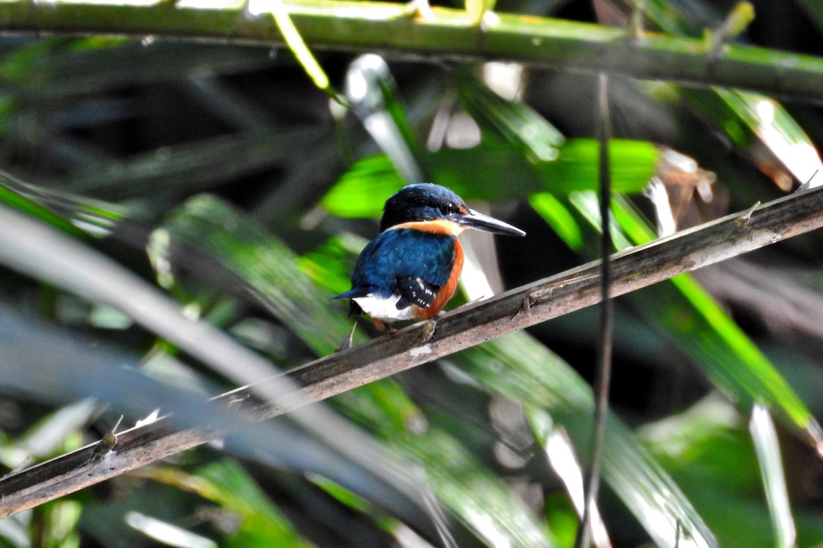 American Pygmy Kingfisher - ML140115591