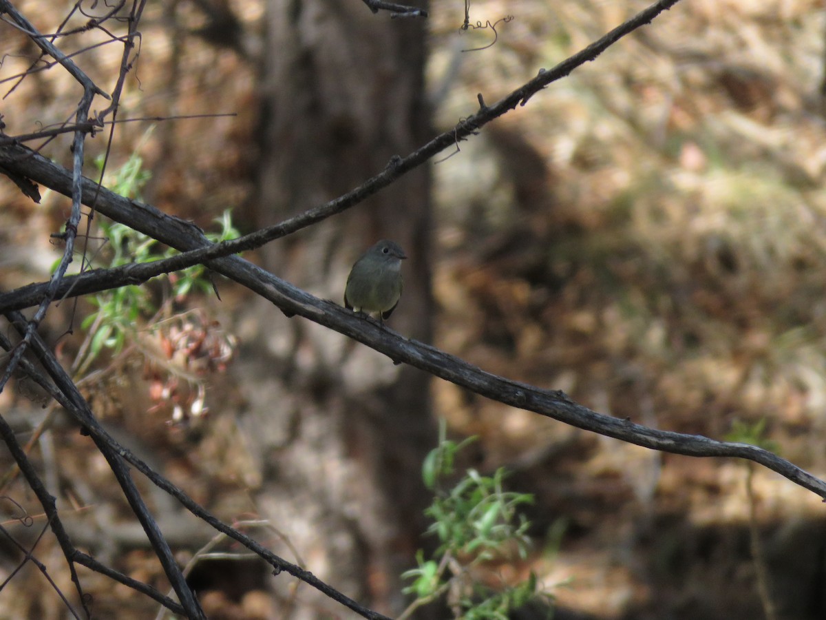 Hammond's Flycatcher - ML140115871