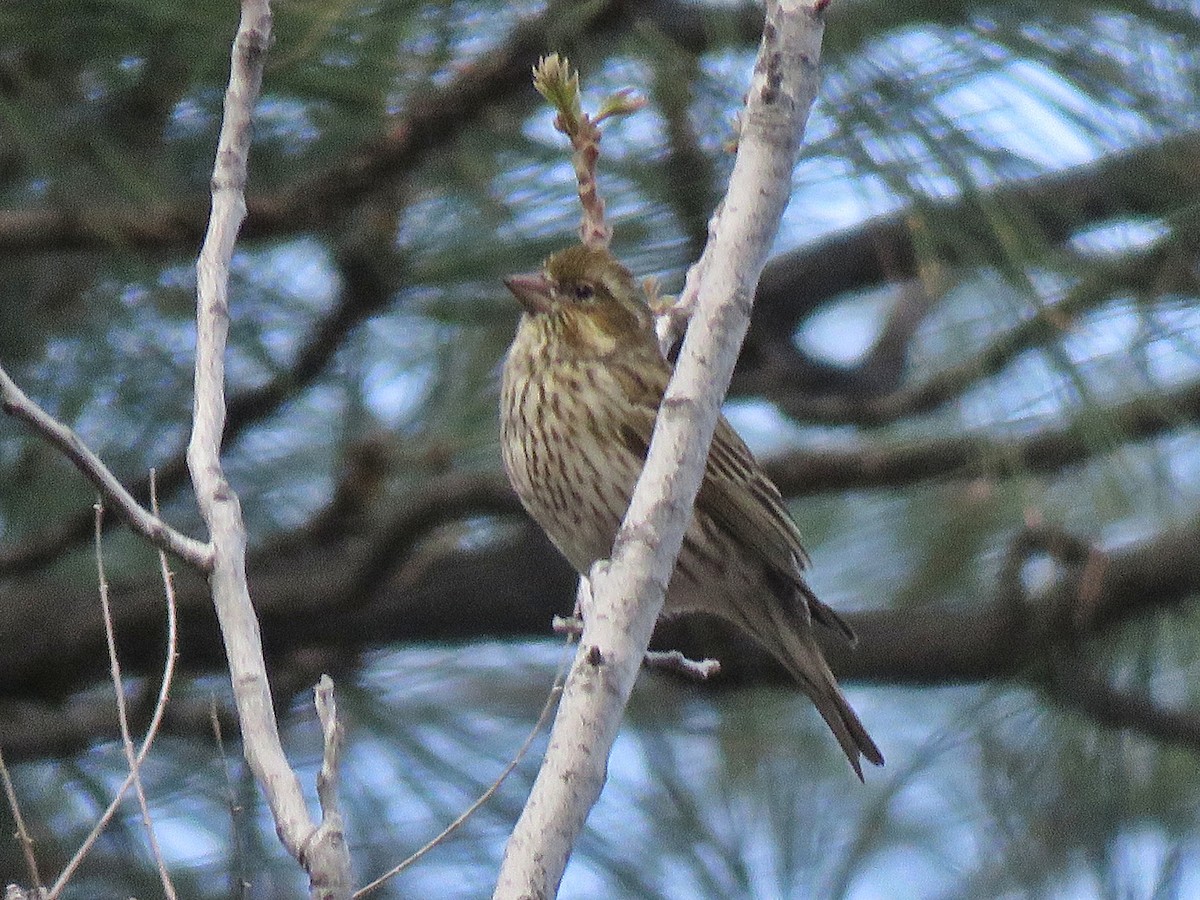 Cassin's Finch - ML140115961