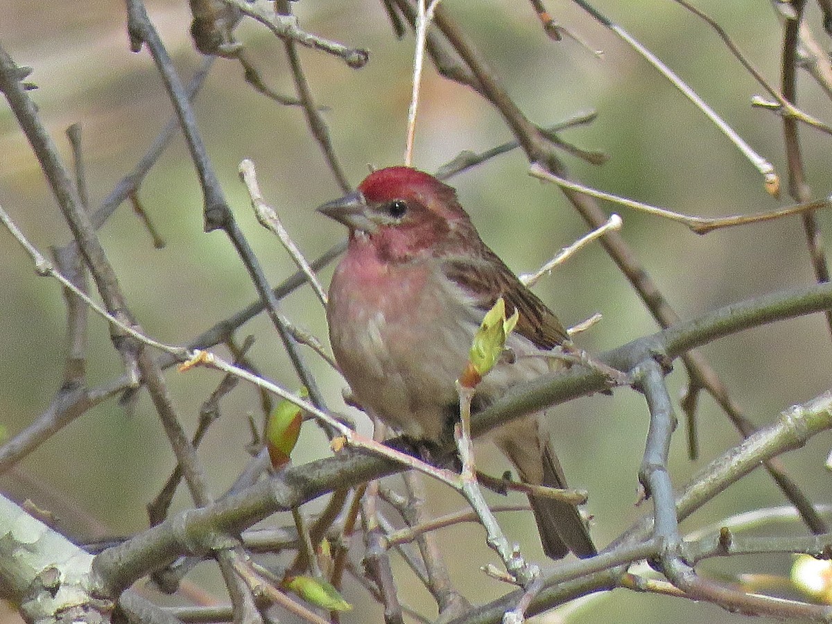 Cassin's Finch - ML140116001