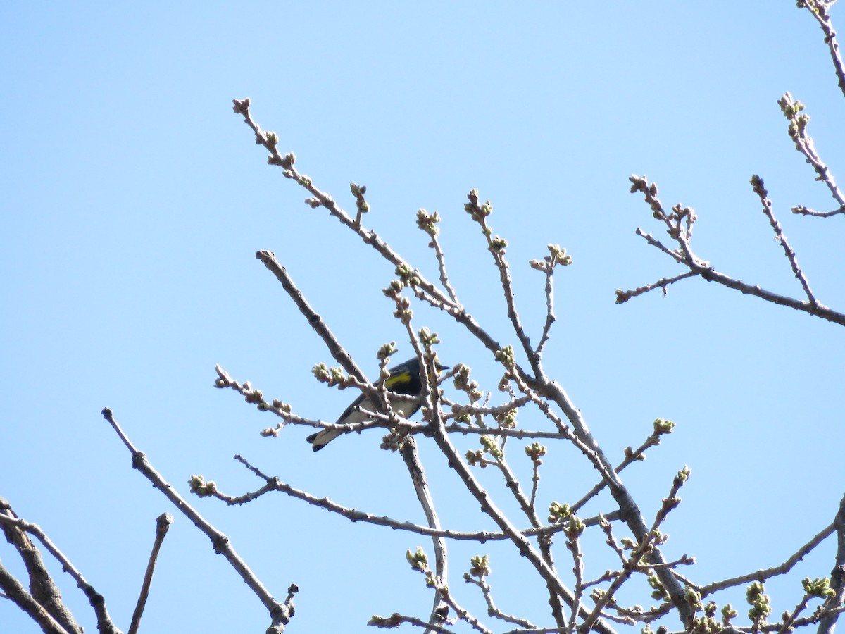 Yellow-rumped Warbler - ML140116321