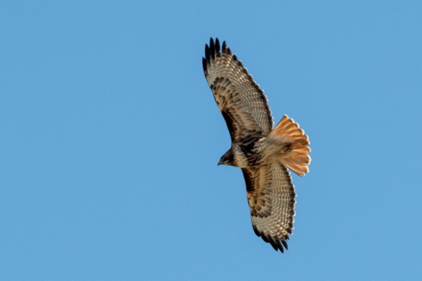 Red-tailed Hawk (calurus/alascensis) - ML140116391