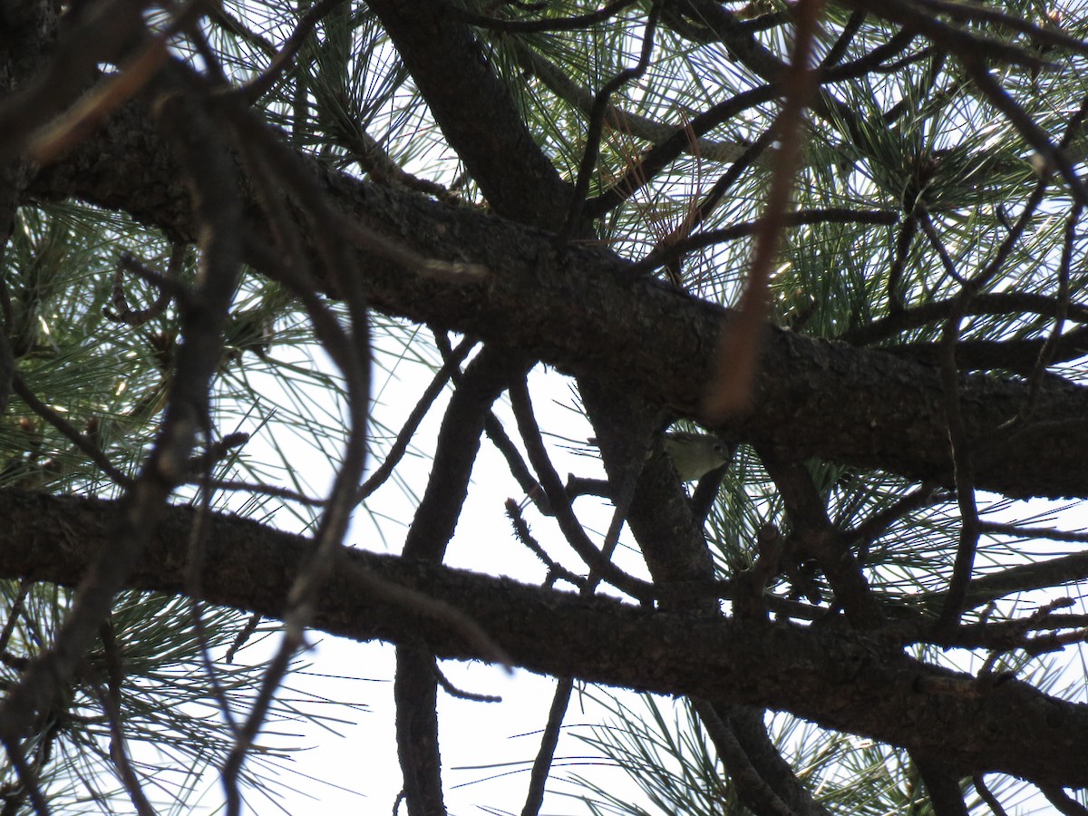 Ruby-crowned Kinglet - ML140116811