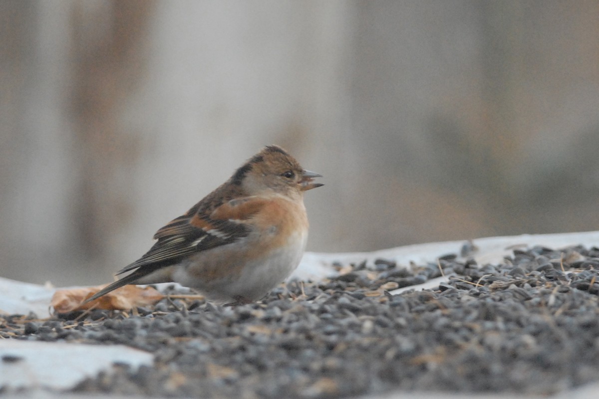 Brambling - ML140116911