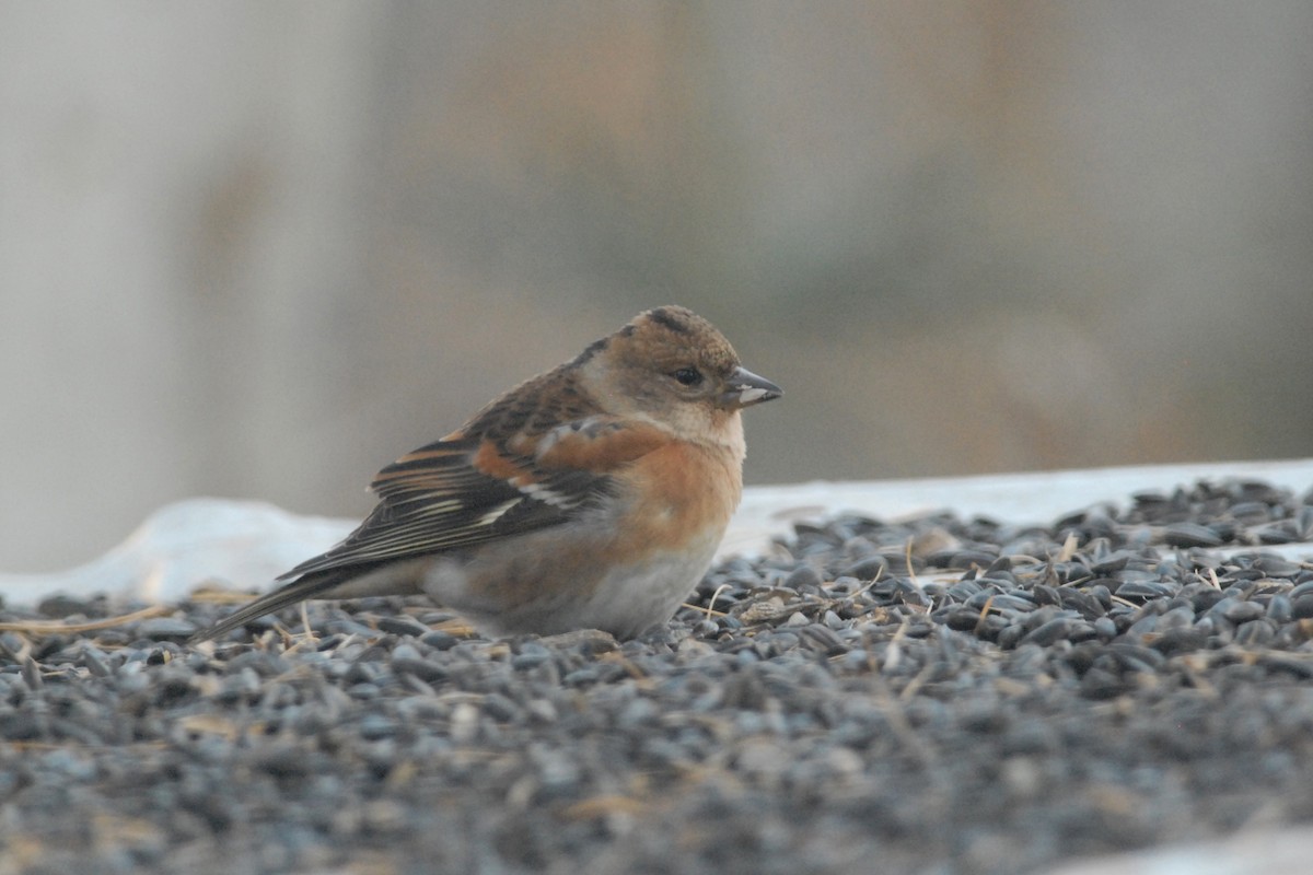 Brambling - ML140116921