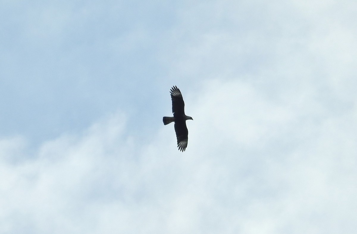 Crested Caracara (Northern) - ML140117051