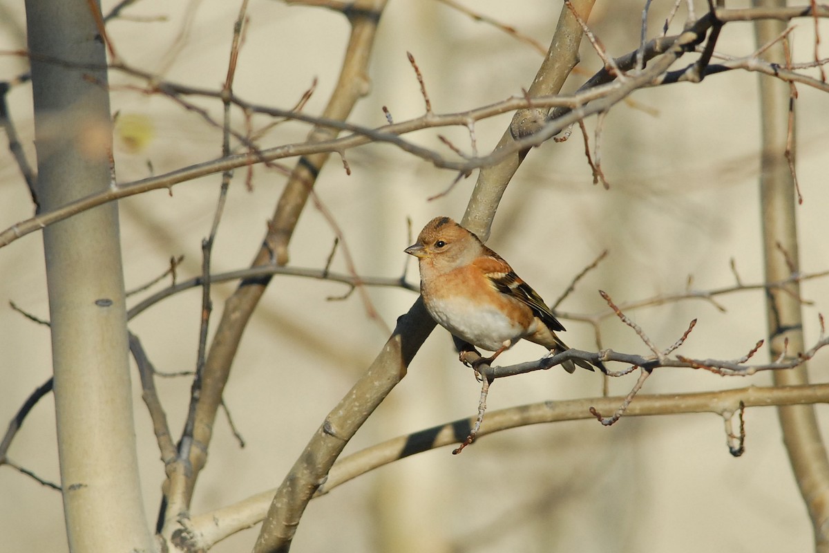 Brambling - ML140117561