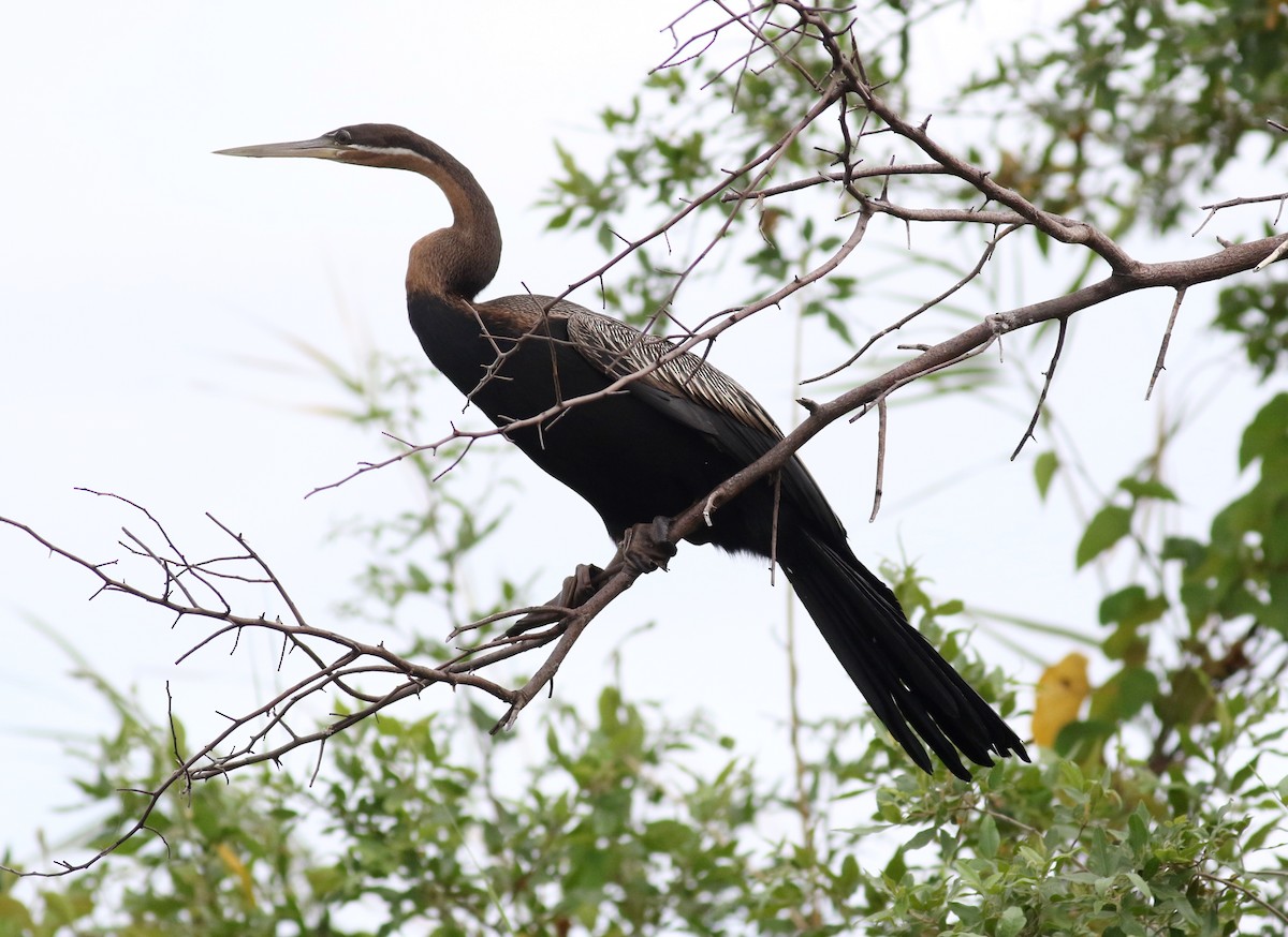 Afrika-Schlangenhalsvogel - ML140117631