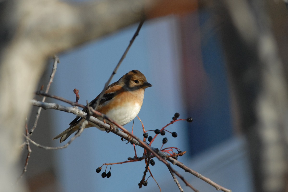 Brambling - ML140117811