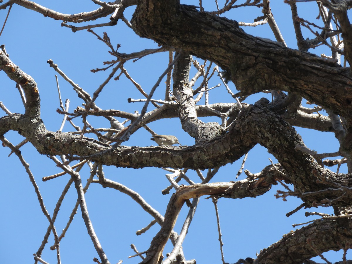 Bewick's Wren - ML140117861