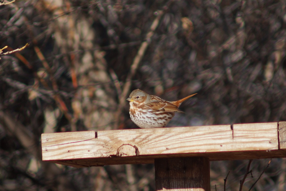 Fox Sparrow (Red) - Claire H