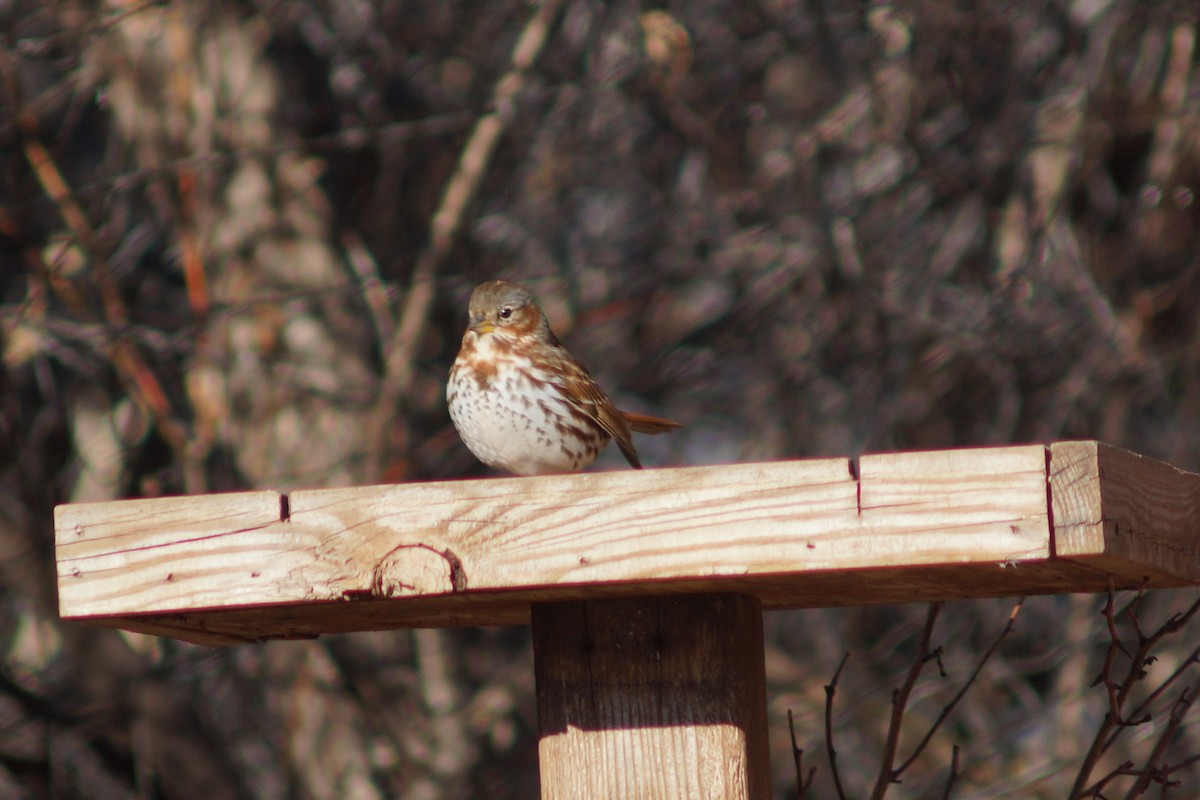 Fox Sparrow (Red) - Claire H