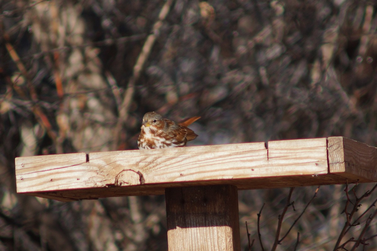 Fox Sparrow (Red) - ML140117991