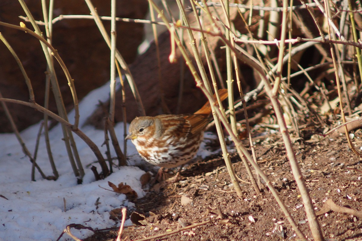 Fox Sparrow (Red) - Claire H