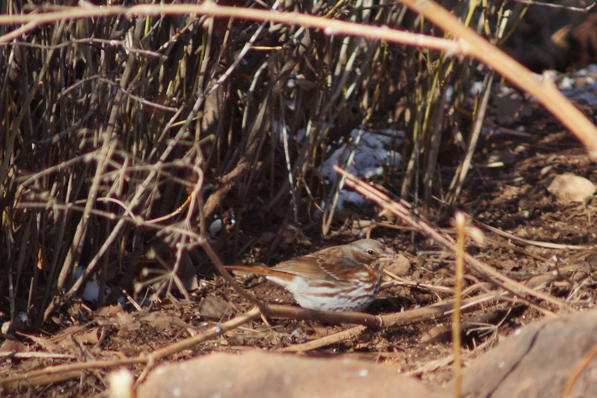 Fox Sparrow (Red) - ML140118031