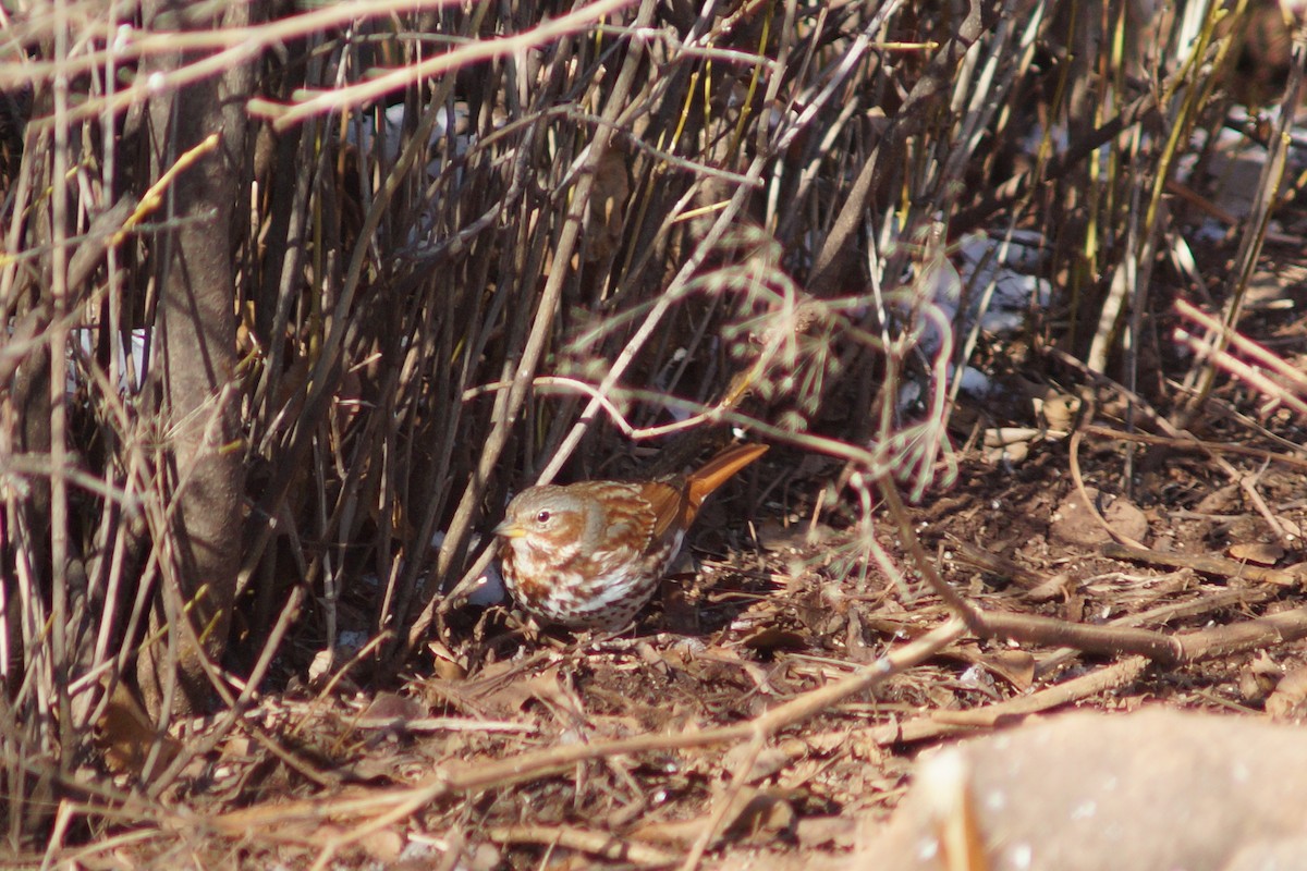 Fox Sparrow (Red) - ML140118061