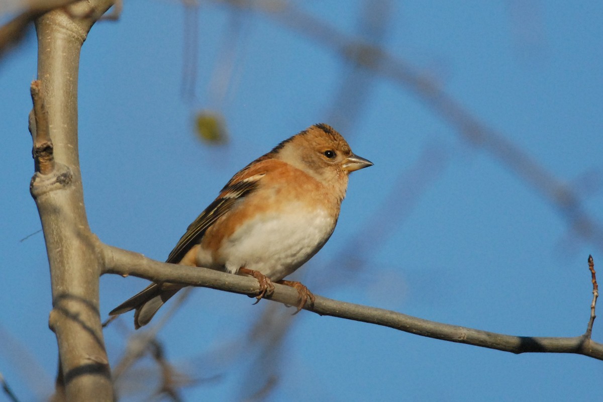 Brambling - ML140118351