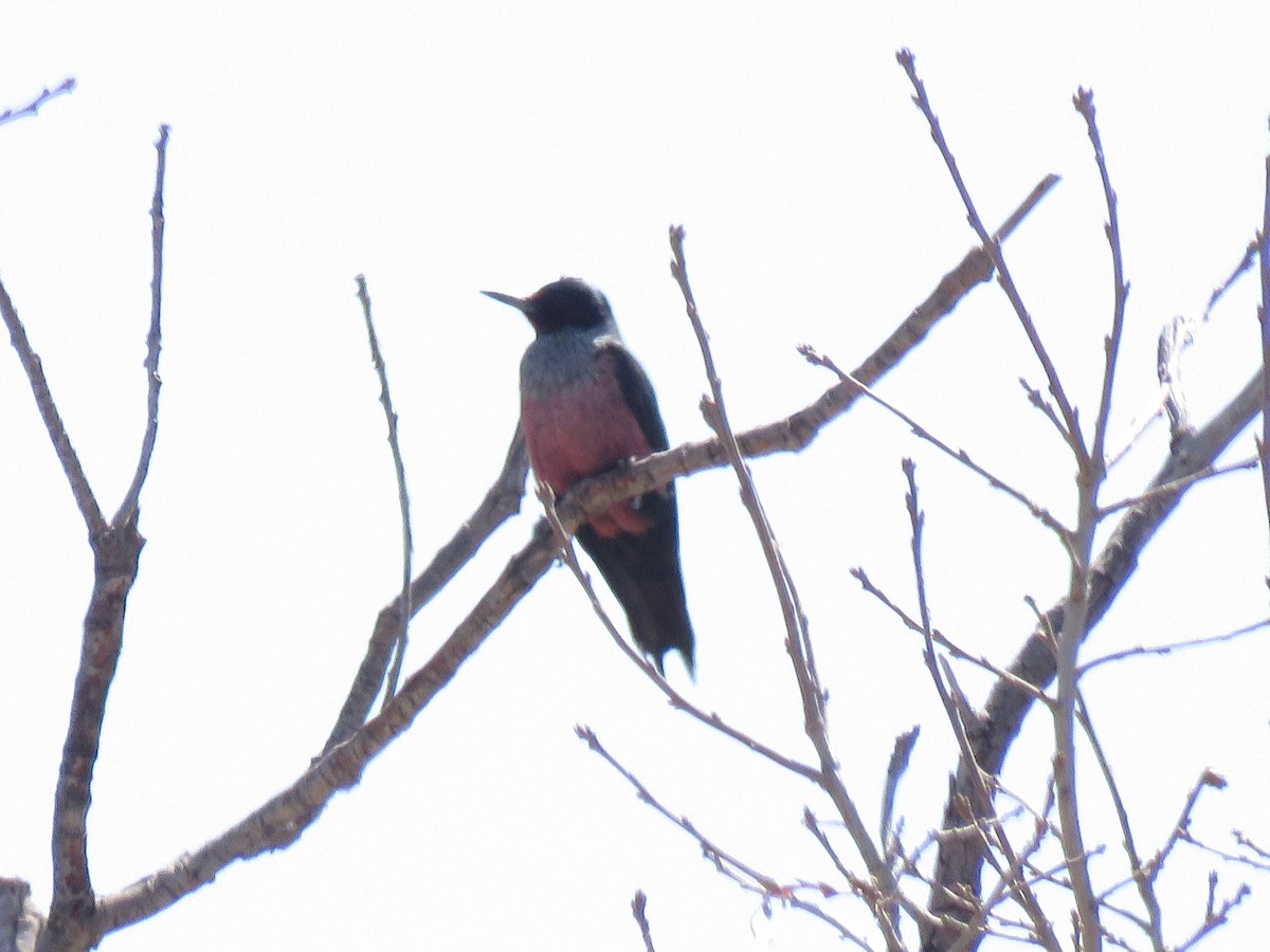 Lewis's Woodpecker - ML140118461